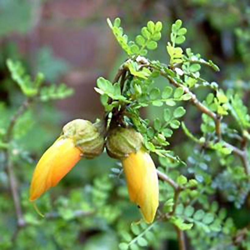 Sophora nain Little Baby (Flowering)