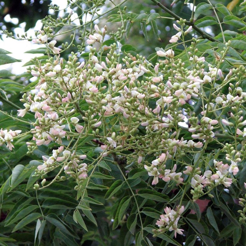 Arbre des pagodes - Sophora japonica (Flowering)