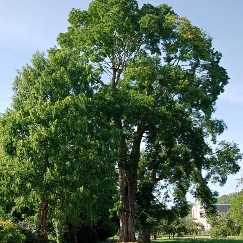 Arbre des pagodes - Sophora japonica (Plant habit)
