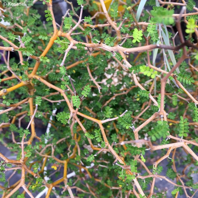 Sophora nain Little Baby (Foliage)