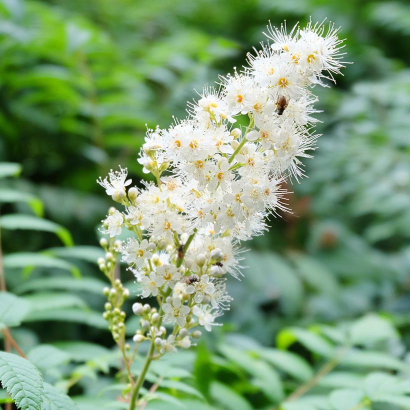 Sorbaria tomentosa Stick & Feathers (Flowering)