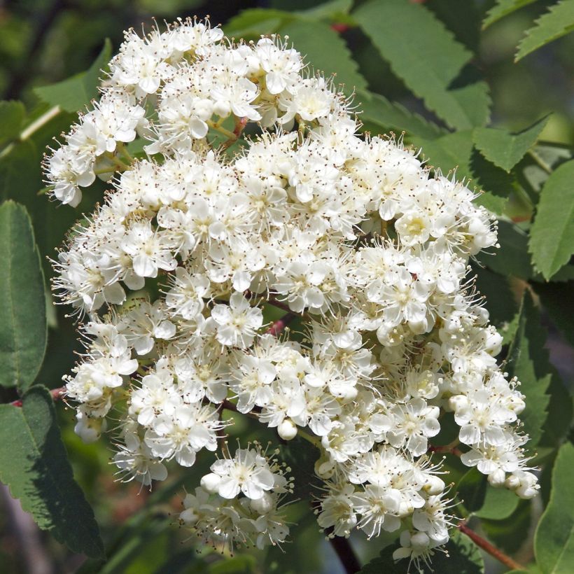 Sorbier des oiseleurs - Sorbus aucuparia Sheerwater Seedling (Flowering)
