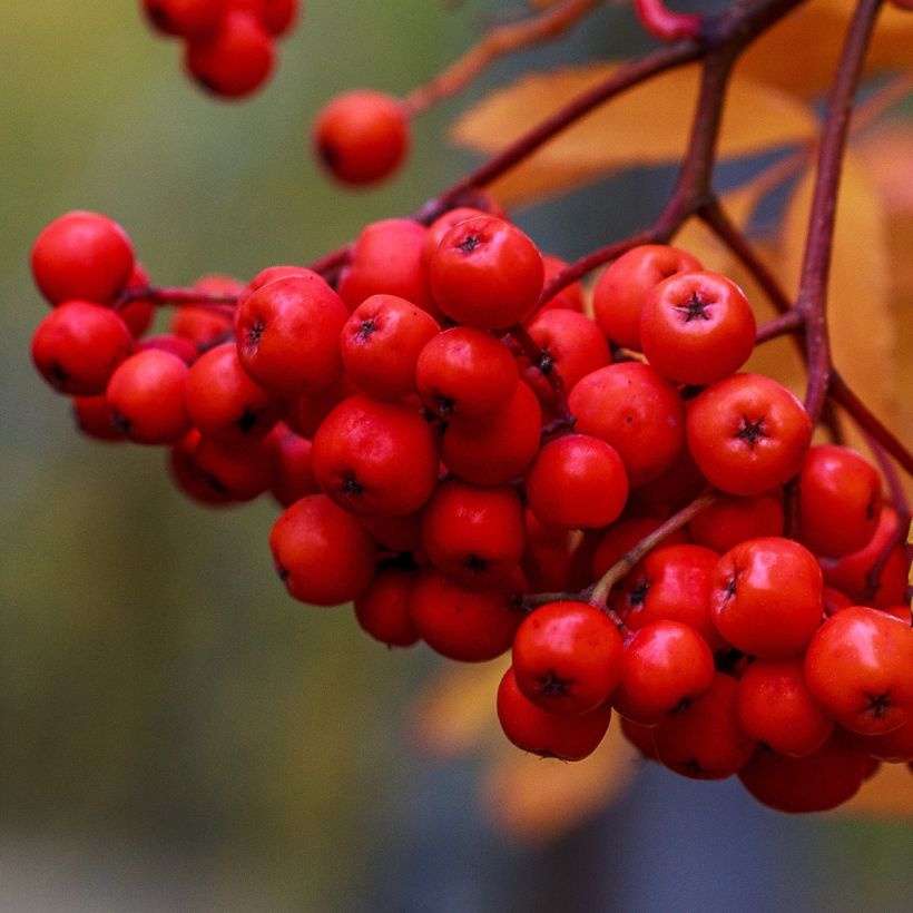Sorbier des oiseleurs - Sorbus aucuparia Sheerwater Seedling (Harvest)