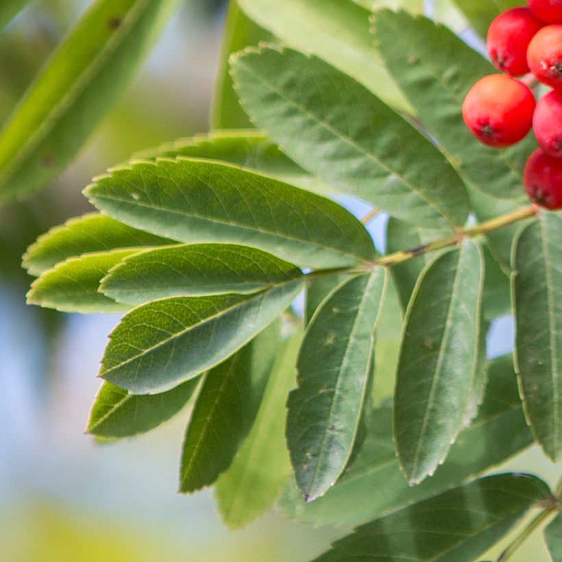 Sorbier des oiseleurs - Sorbus aucuparia Wettra (Foliage)