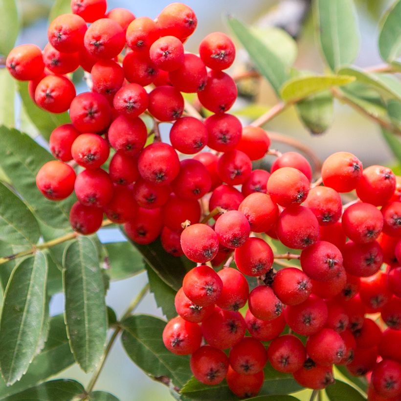 Sorbier des oiseleurs - Sorbus aucuparia Wettra (Harvest)