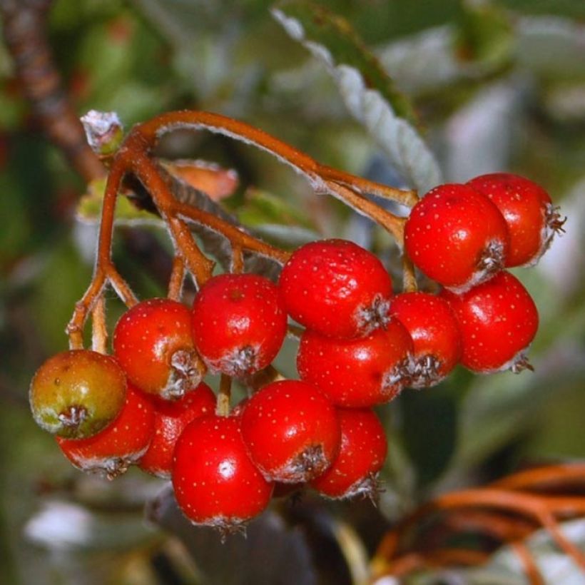 Sorbus aria - Alisier blanc (Harvest)