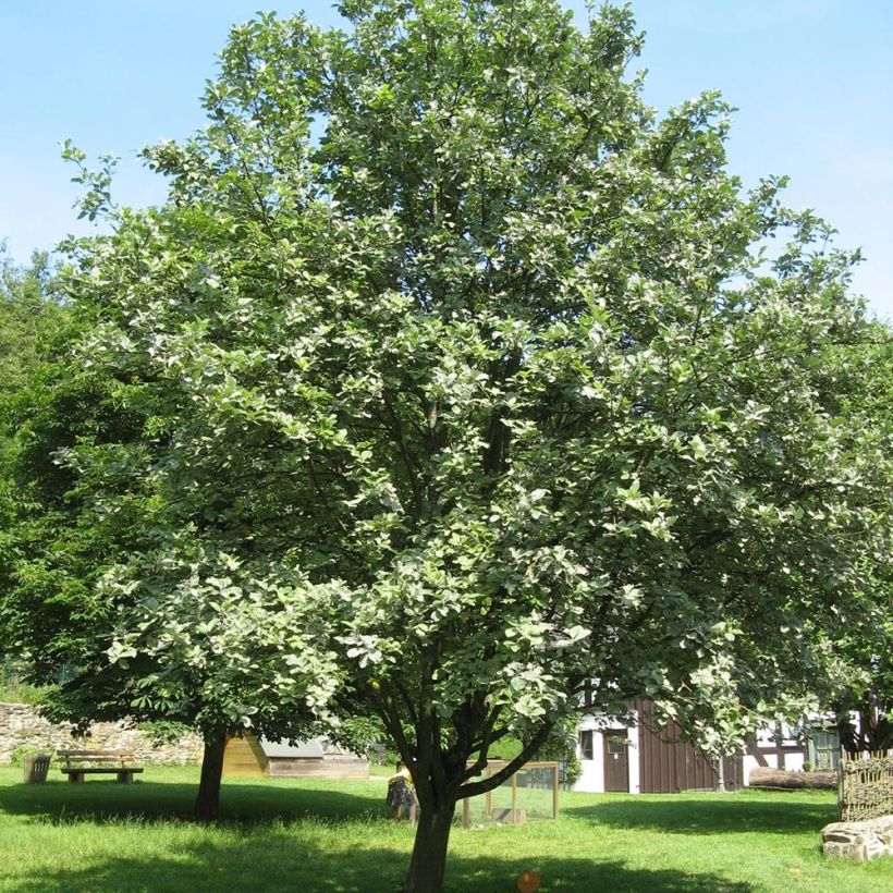 Sorbus aria - Alisier blanc (Plant habit)