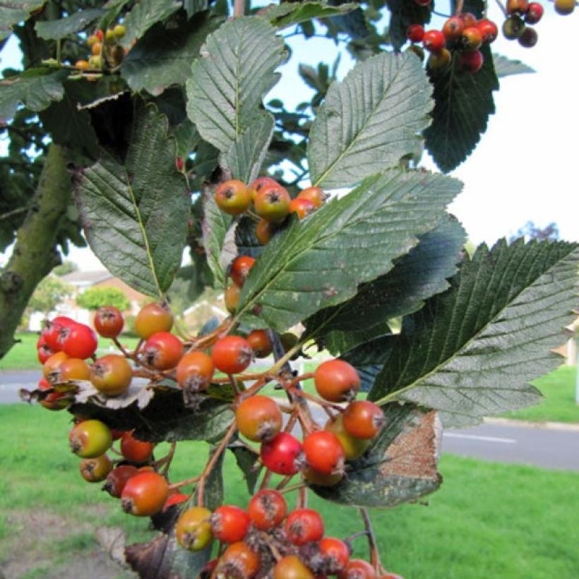 Alisier blanc - Sorbus aria Lutescens (Harvest)