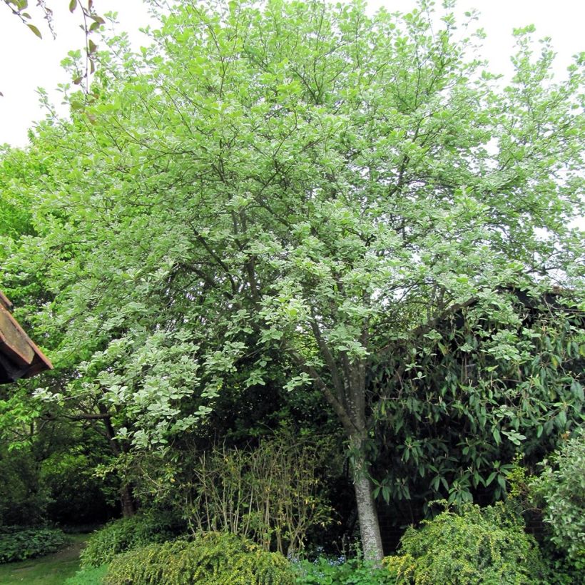 Alisier blanc - Sorbus aria Lutescens (Plant habit)
