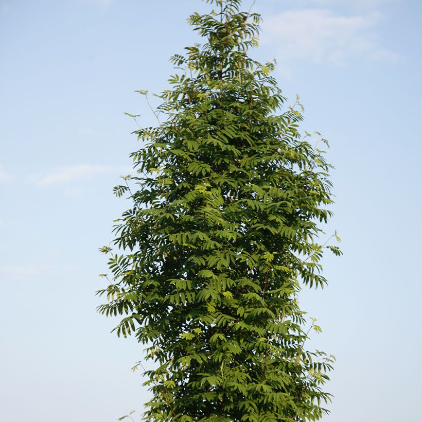Sorbier des oiseleurs  - Sorbus aucuparia Fingerprint (Plant habit)
