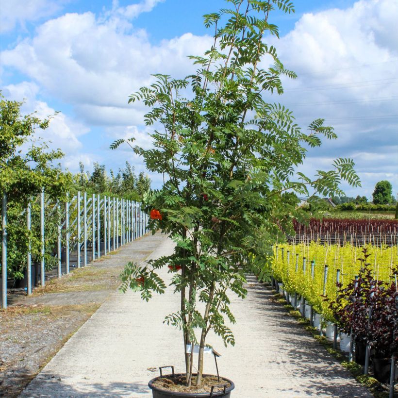 Example of Sorbus aucuparia - Sorbier des oiseleurs Pot de 70L/75L, Cépée as you get in printemps