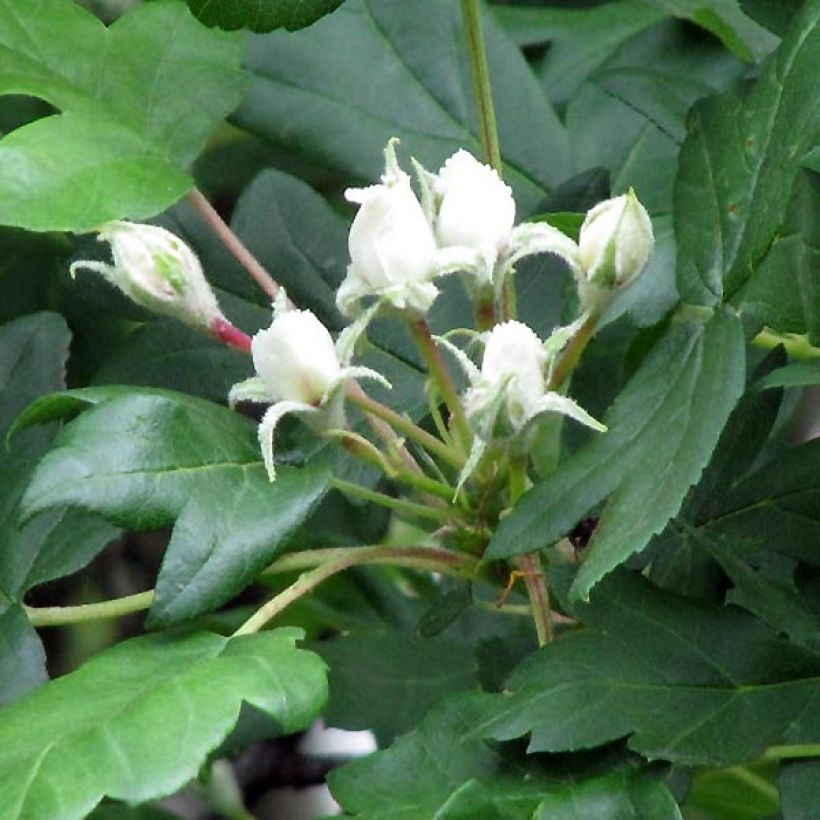 Sorbus torminalis - Alisier des Bois (Flowering)