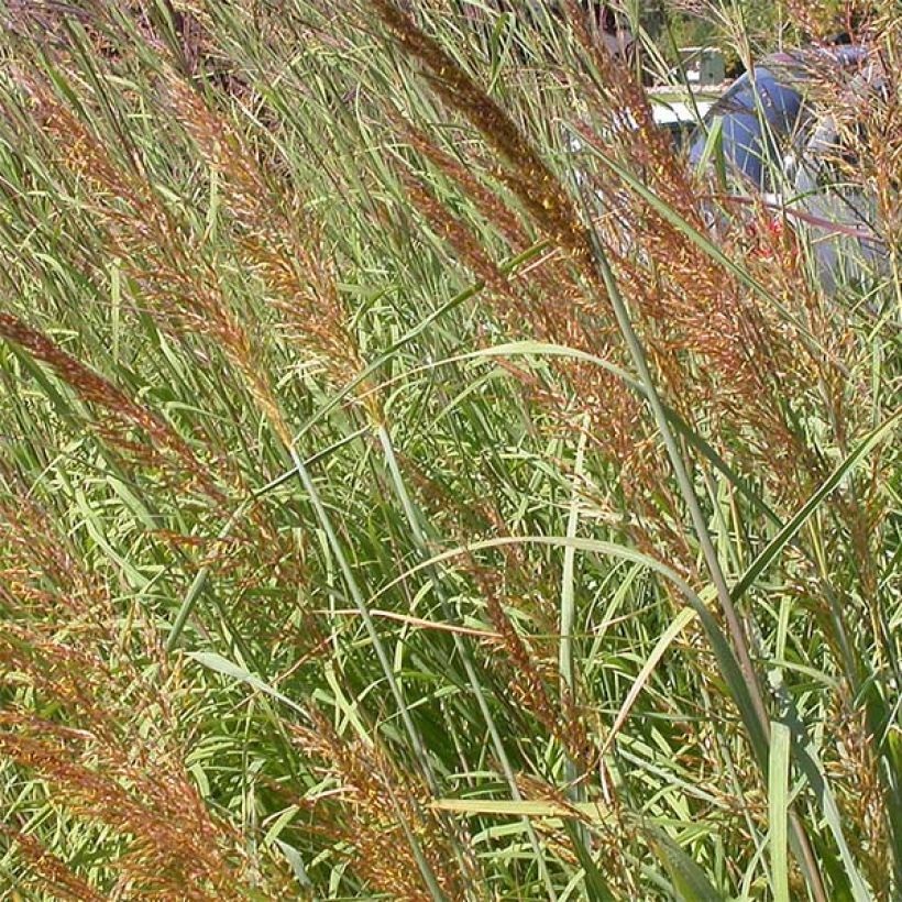 Sorghastrum nutans Sioux Blue - Herbe des Indiens (Flowering)