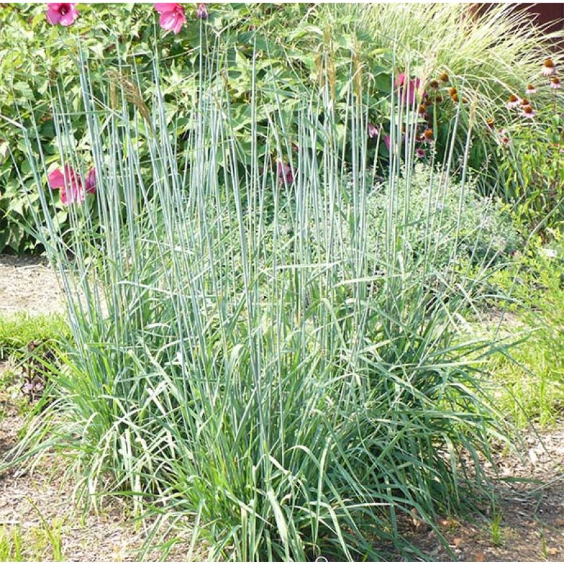 Sorghastrum nutans Sioux Blue - Herbe des Indiens (Plant habit)