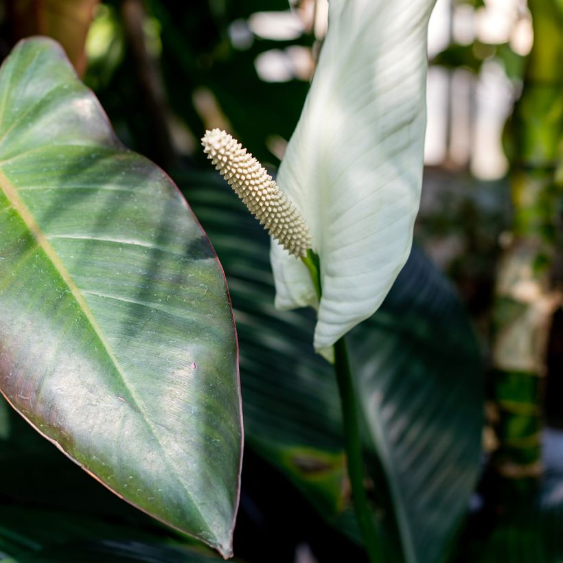 Spathiphyllum Sensation (Flowering)