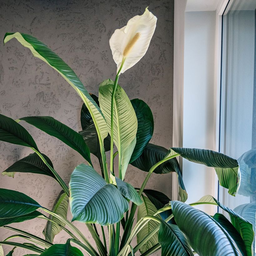 Spathiphyllum Sensation (Plant habit)