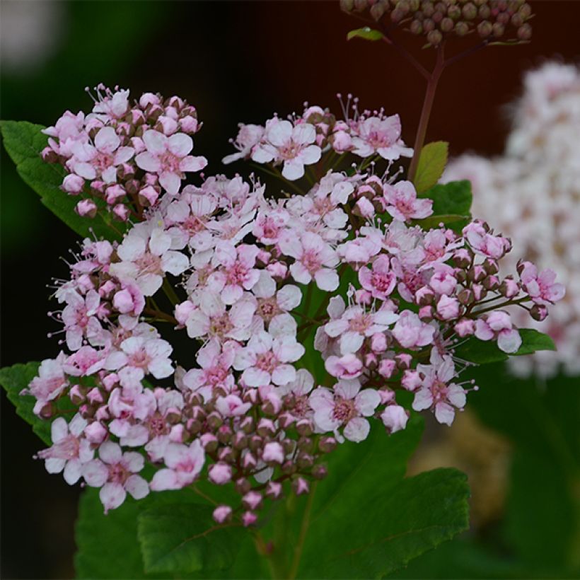 Spirée à feuille de bouleau Pink Sparkler - Spiraea betulifolia (Flowering)