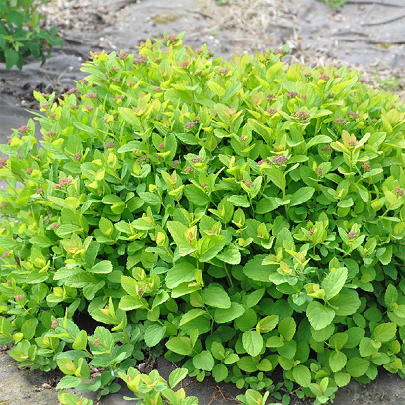 Spirée à feuille de bouleau Pink Sparkler - Spiraea betulifolia (Plant habit)