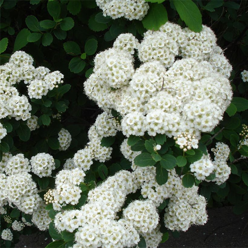 Spirée à feuilles de bouleau Tor - Spiraea betulifolia (Flowering)