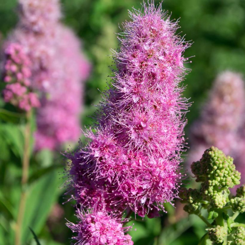 Spiraea billardii - Spirée (Flowering)