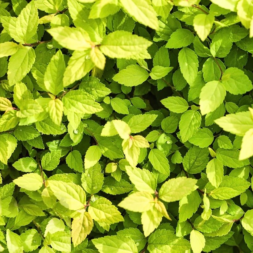 Spiraea chamaedryfolia - Spirée à feuilles de petit-chêne (Foliage)