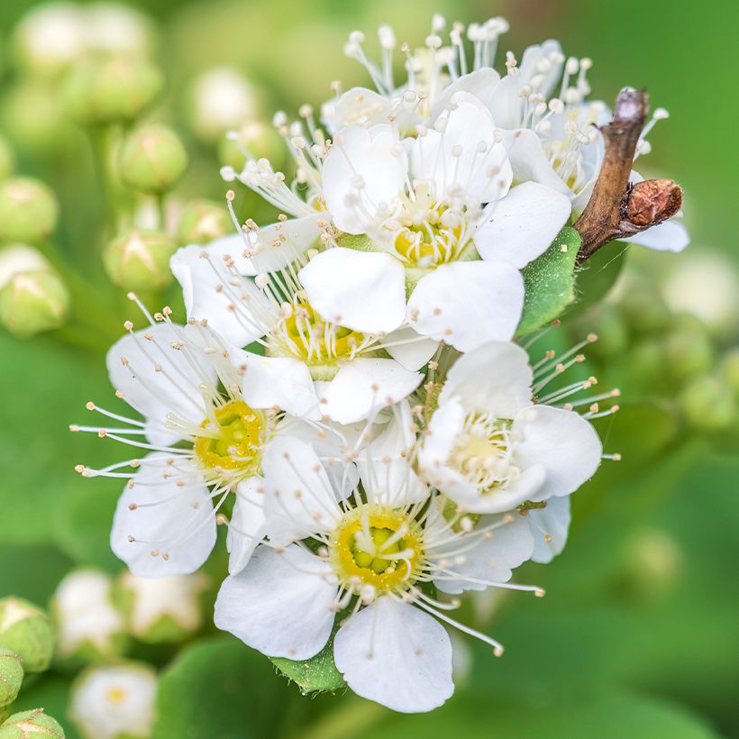 Spiraea chamaedryfolia - Spirée à feuilles de petit-chêne (Flowering)