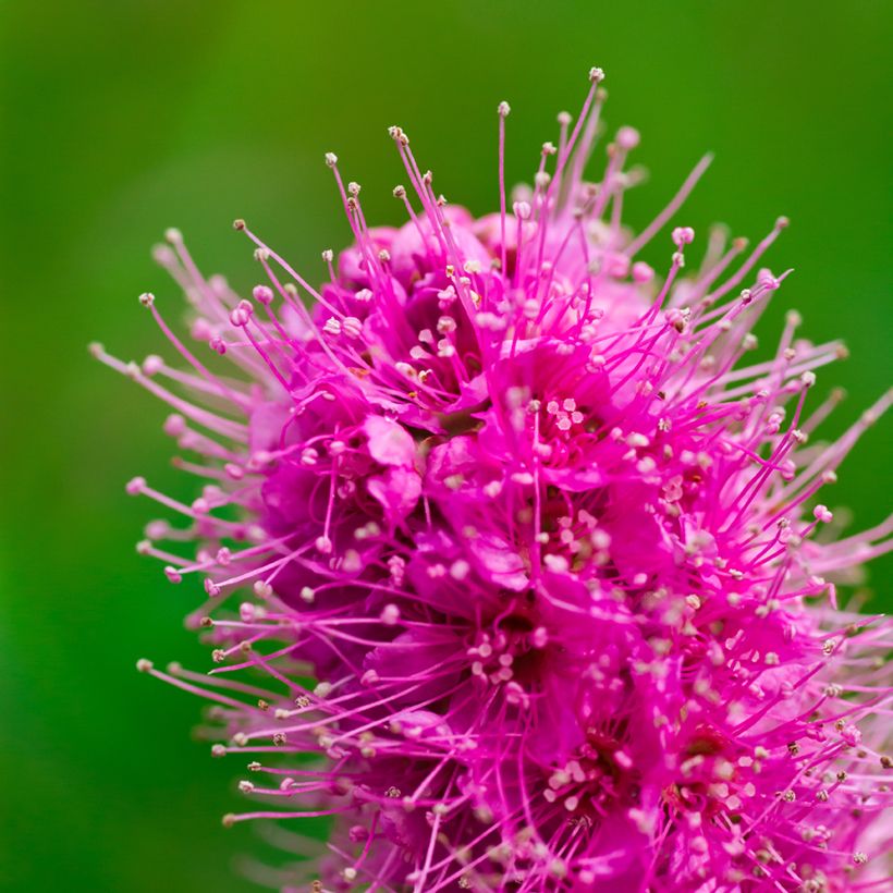 Spiraea douglasii - Spirée de Douglas (Flowering)