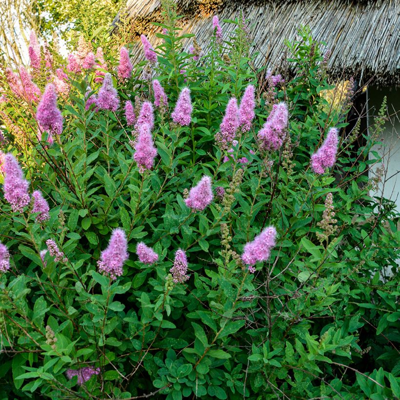 Spiraea douglasii - Spirée de Douglas (Plant habit)