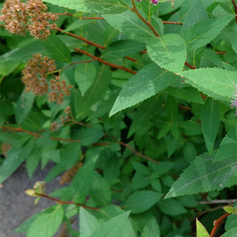 Spirée japonaise Double Play Artist - Spiraea japonica (Foliage)