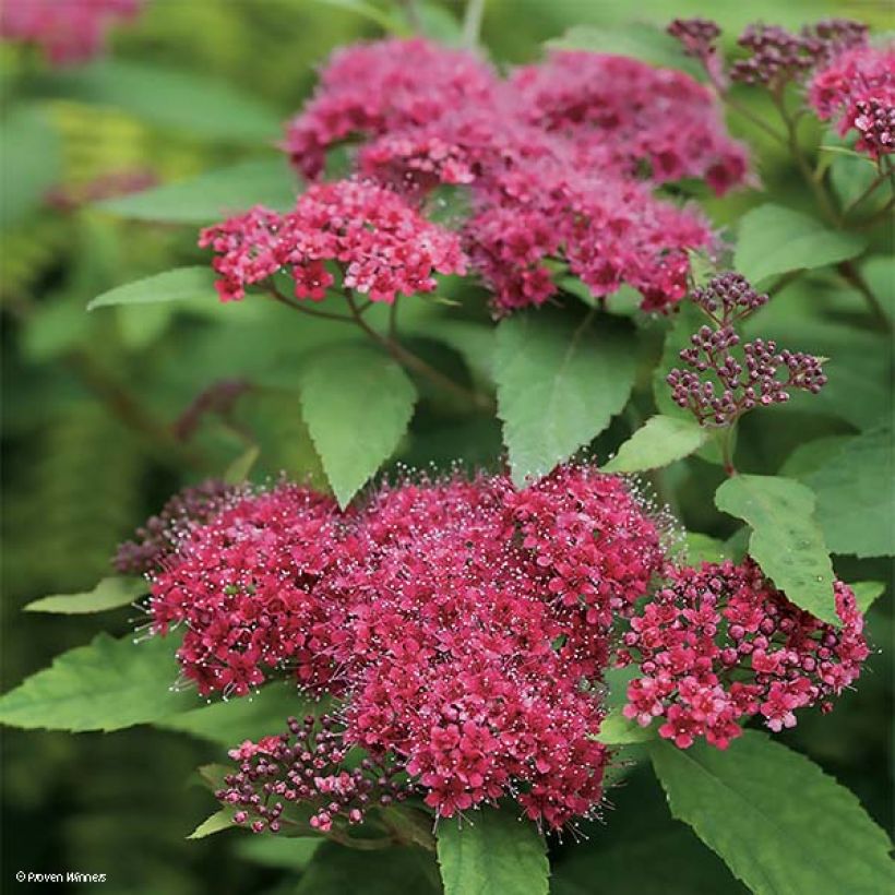 Spirée japonaise Double Play Red - Spiraea japonica (Flowering)