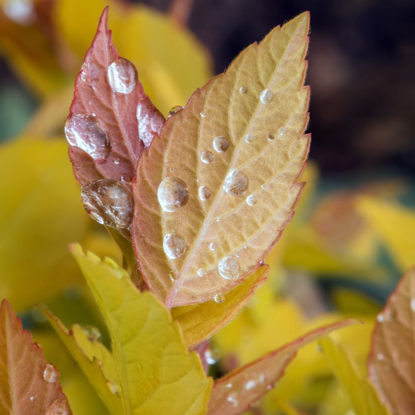 Spirée japonaise - Spiraea japonica Pink & Gold (Foliage)