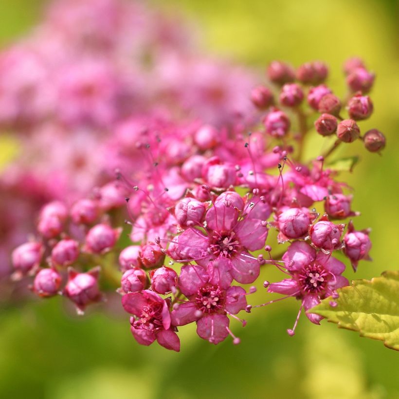 Spirée japonaise - Spiraea japonica Pink & Gold (Flowering)
