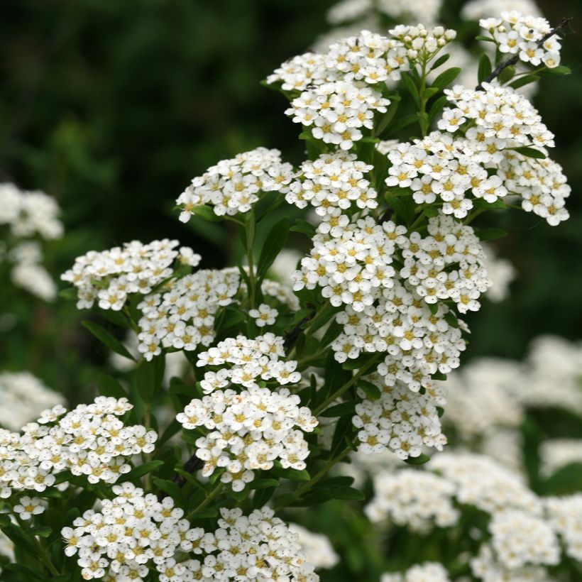Spiraea nipponica Wedding Cake - Spirée japonaise (Flowering)