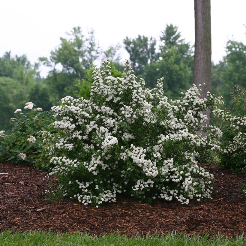 Spiraea nipponica Wedding Cake - Spirée japonaise (Plant habit)