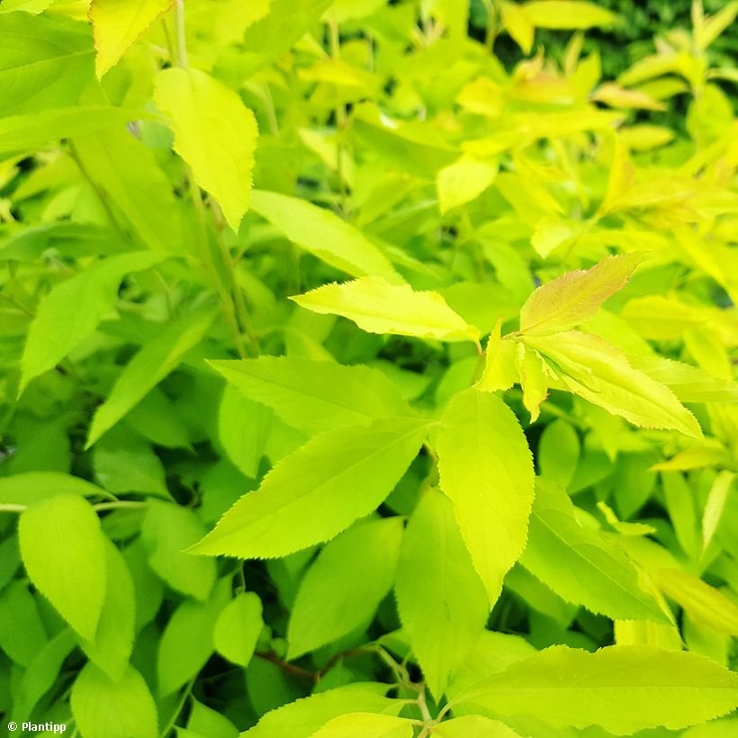 Spiraea prunifolia Goldfire - Spirée à feuilles de prunier (Foliage)