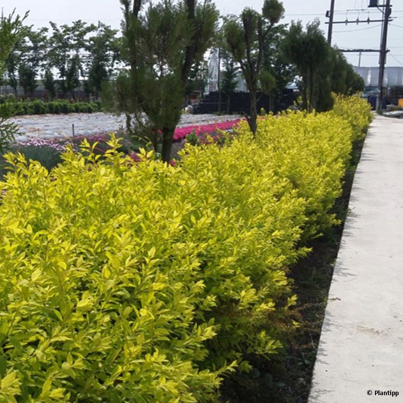 Spiraea prunifolia Goldfire - Spirée à feuilles de prunier (Plant habit)