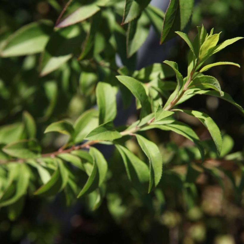 Spiraea thunbergii Fujino Pink - Spirée de Thunberg (Foliage)