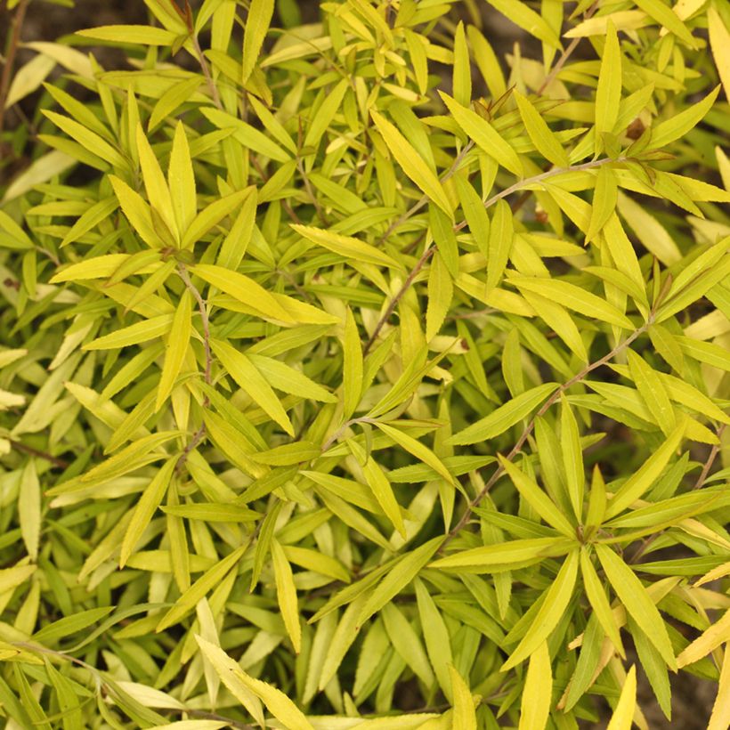 Spiraea thunbergii Ogon - Spirée de Thunberg (Foliage)