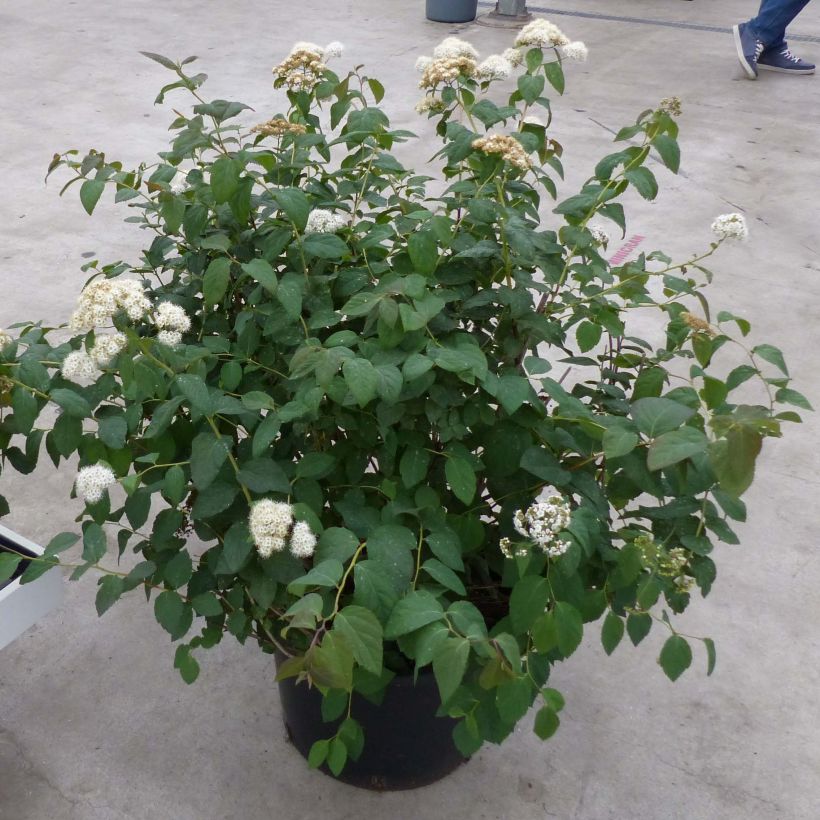 Spirée Double Play Blue Kazoo - Spiraea japonica (Plant habit)