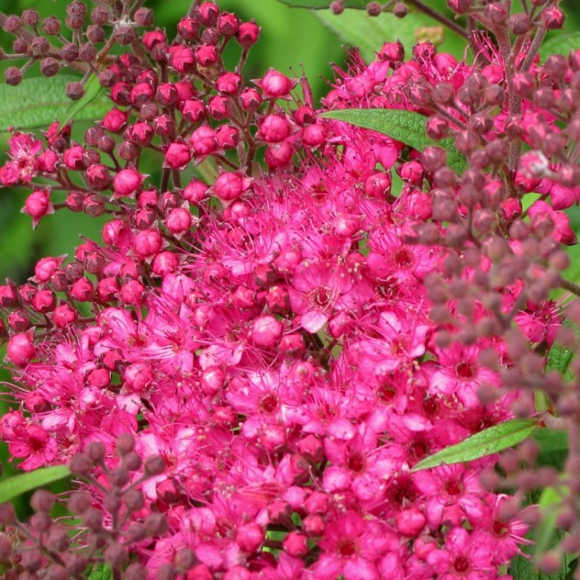 Spirée japonaise - Spiraea japonica Neon Flash (Flowering)