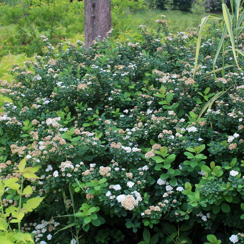 Spirée à feuilles de bouleau Tor - Spiraea betulifolia (Plant habit)