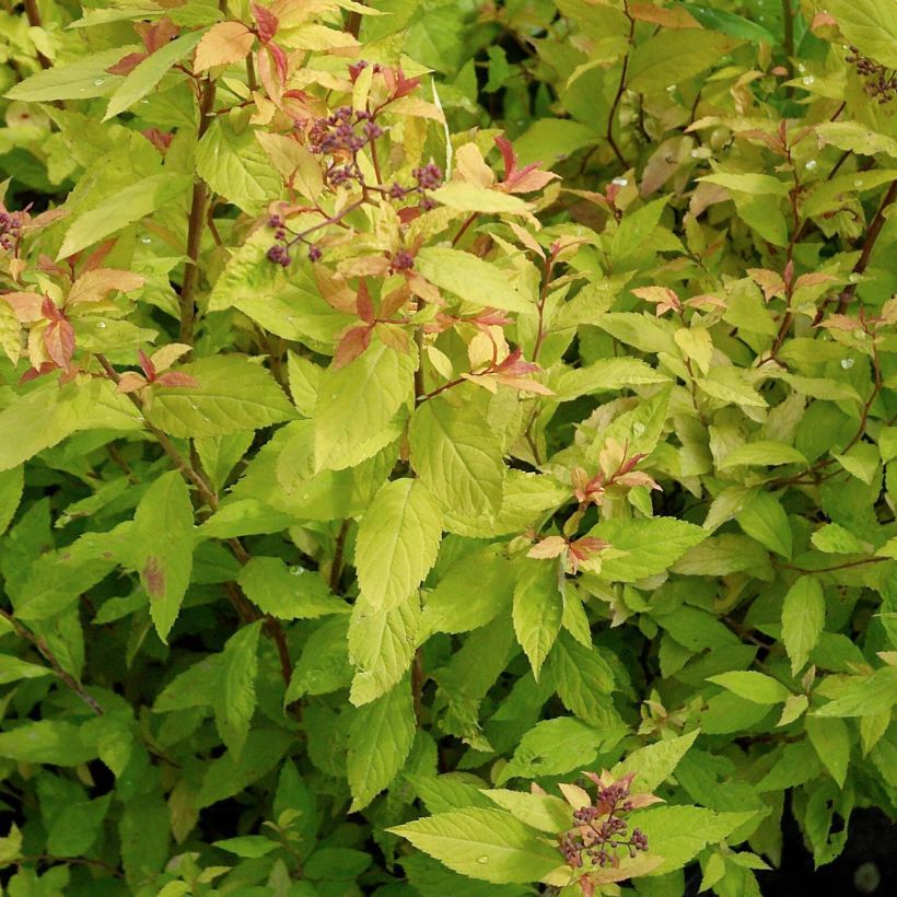 Spirée japonaise Goldflame - Spirée japonaise (Foliage)