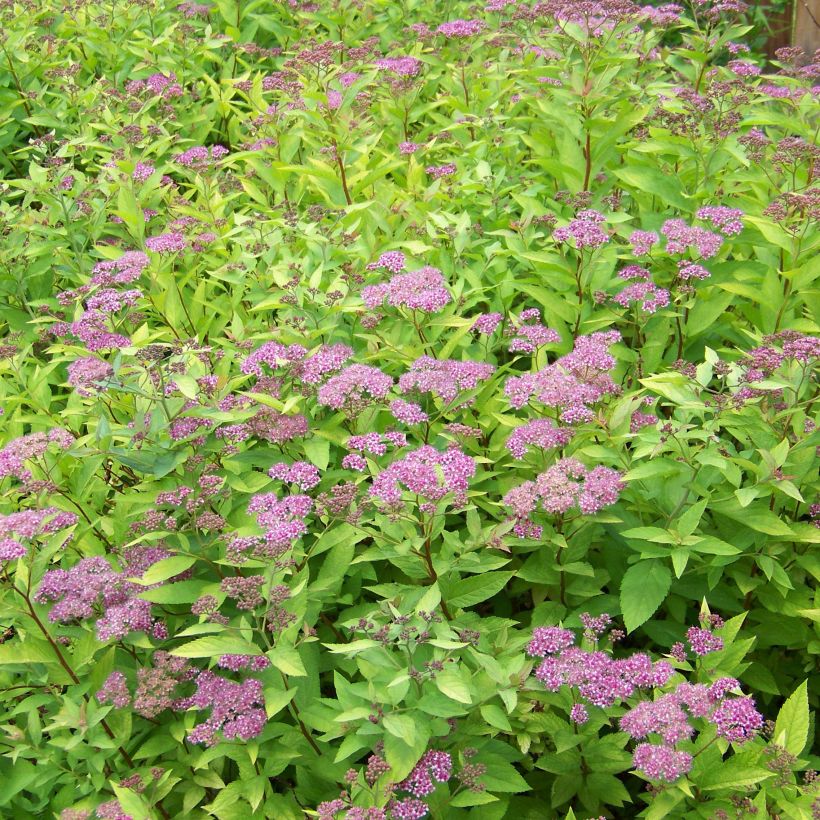 Spirée japonaise Goldflame - Spirée japonaise (Plant habit)