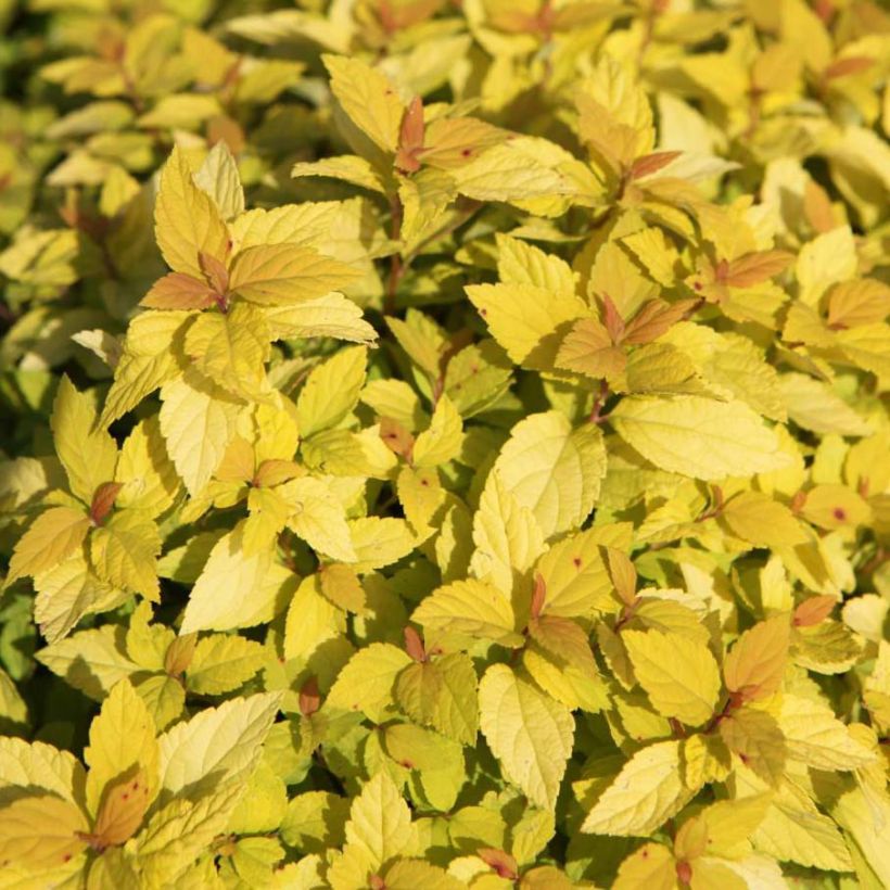 Spirée japonaise Goldmound -  Spiraea japonica (Foliage)