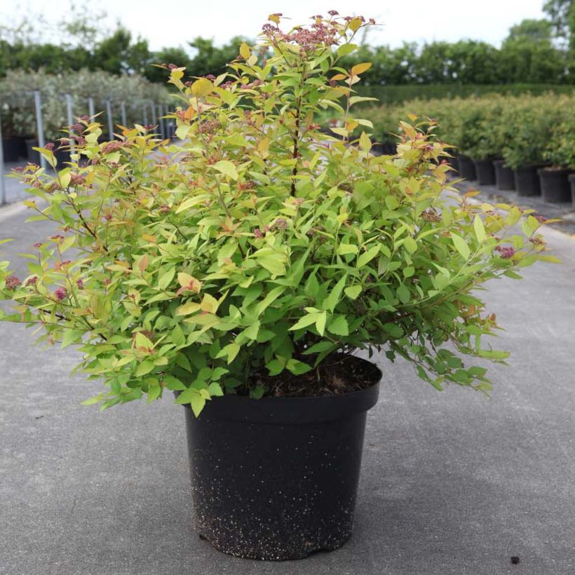 Spirée japonaise Goldmound -  Spiraea japonica (Plant habit)