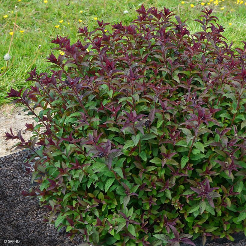 Spiraea japonica Merlo Green - Spirée japonaise (Plant habit)