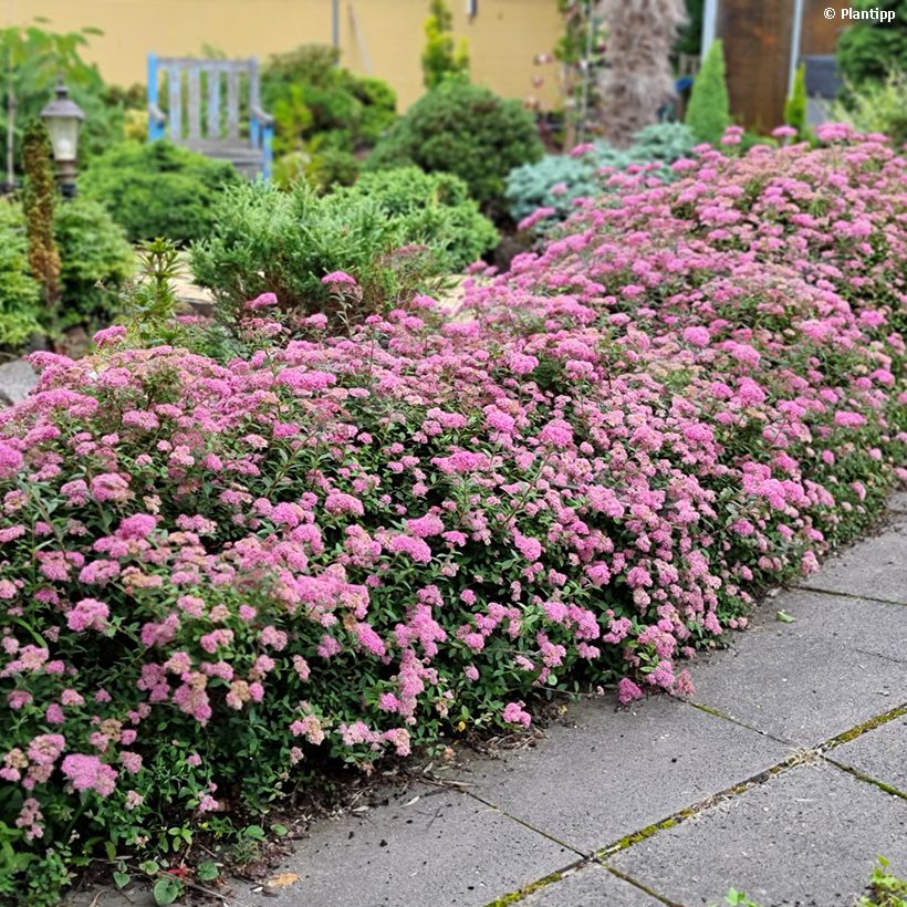 Spiraea japonica Odessa - Spirée japonaise (Plant habit)