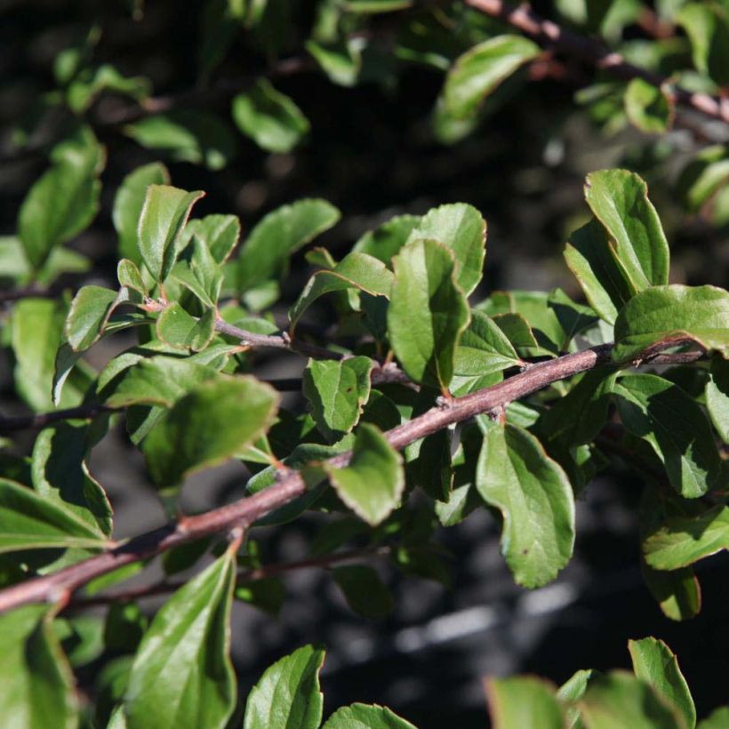 Spirée japonaise White Carpet - Spiraea nipponica (Foliage)