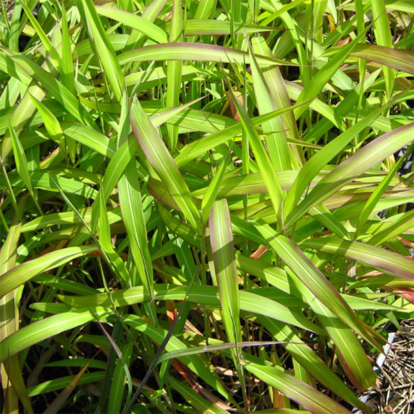 Spodiopogon sibiricus West Lake - Graminée d'ornement (Foliage)