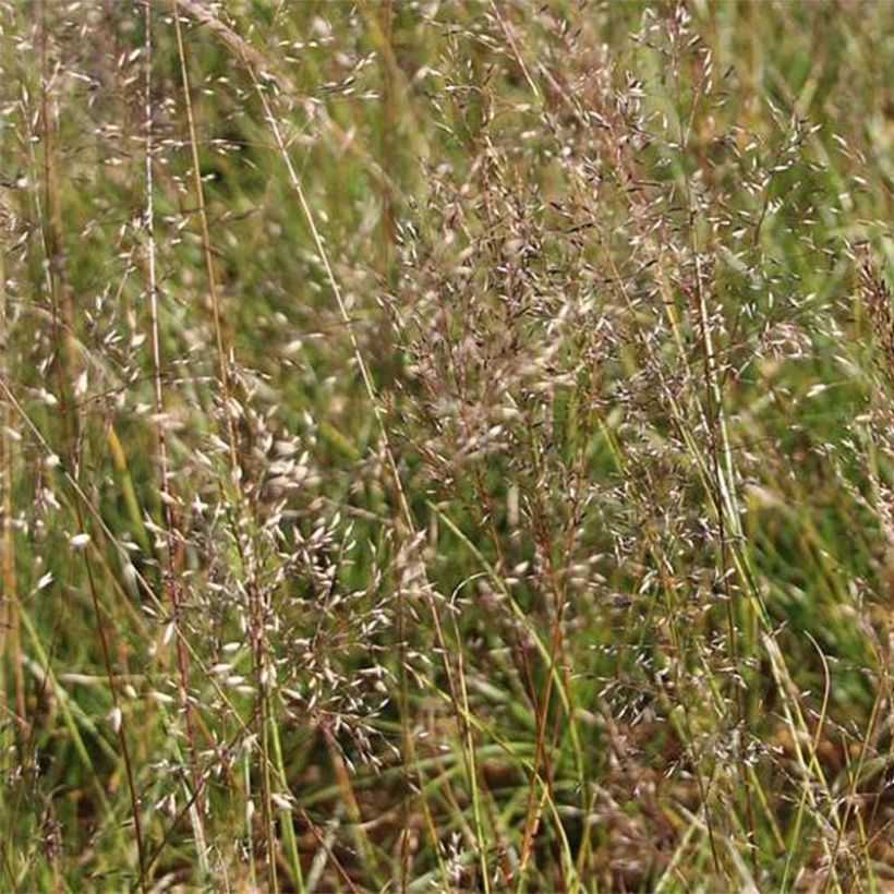 Sporobolus heterolepsis Wisconsin Strain - Sporobole à glumes inégales (Flowering)